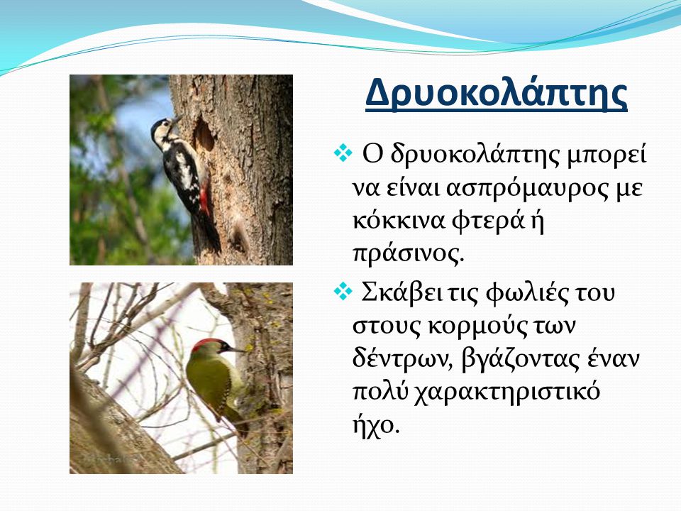 Δρυοκολάπτης Ο δρυοκολάπτης μπορεί να είναι ασπρόμαυρος με κόκκινα φτερά ή πράσινος.