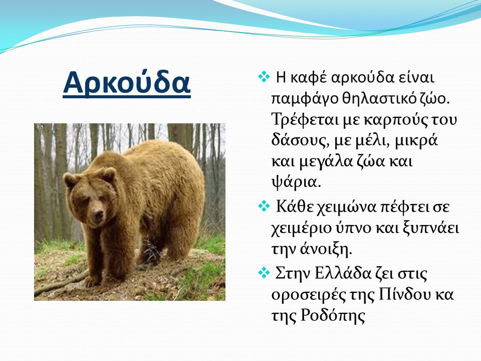 Αρκούδα Η καφέ αρκούδα είναι παμφάγο θηλαστικό ζώο. Τρέφεται με καρπούς του δάσους, με μέλι, μικρά και μεγάλα ζώα και ψάρια.