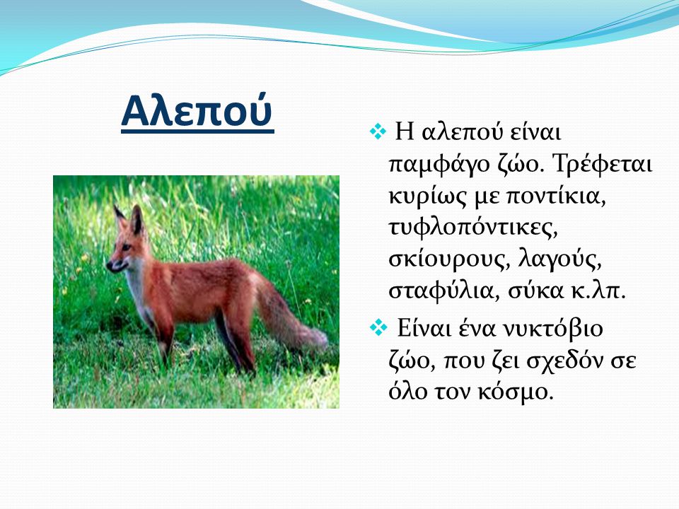 Αλεπού Είναι ένα νυκτόβιο ζώο, που ζει σχεδόν σε όλο τον κόσμο.