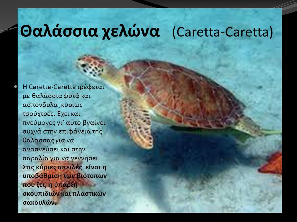 Θαλάσσια χελώνα (Caretta-Caretta)