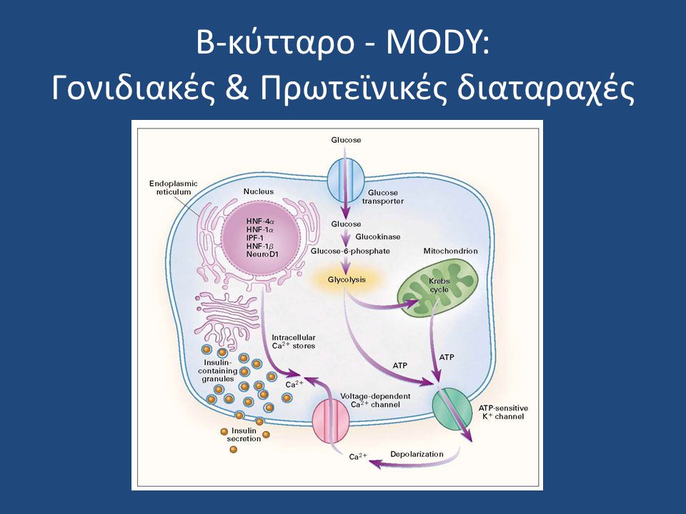 Β-κύτταρο - MODY: Γονιδιακές & Πρωτεϊνικές διαταραχές