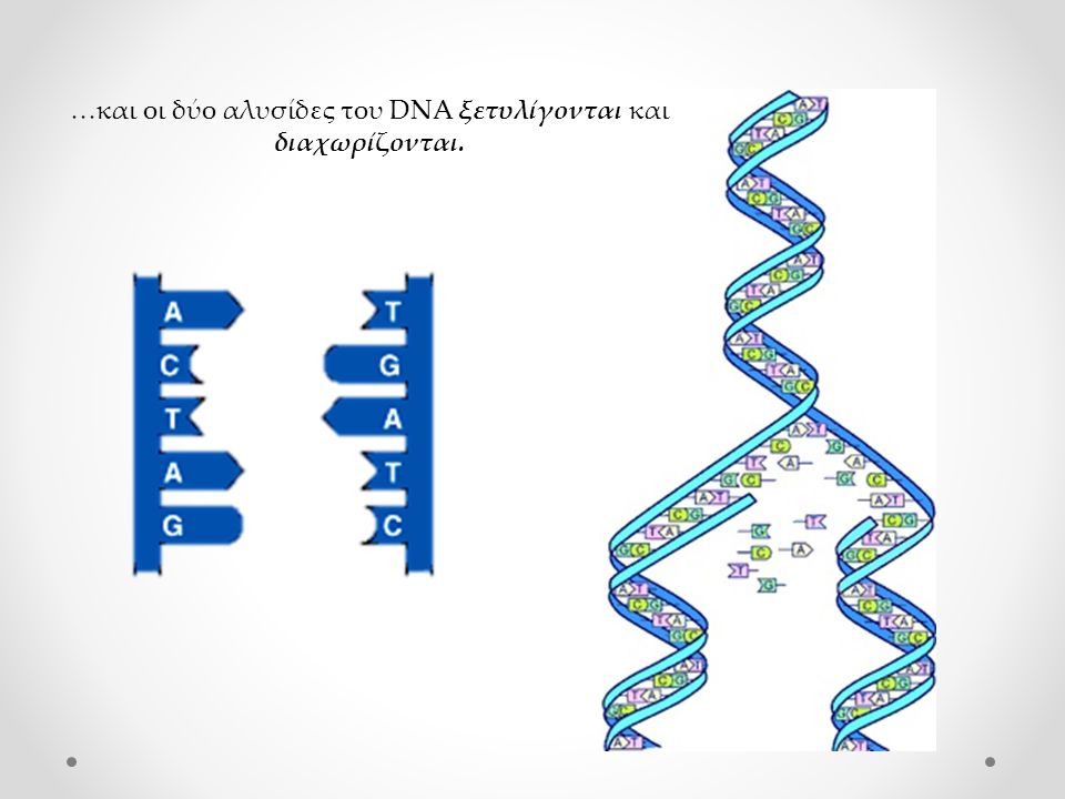 …και οι δύο αλυσίδες του DNA ξετυλίγονται και διαχωρίζονται.