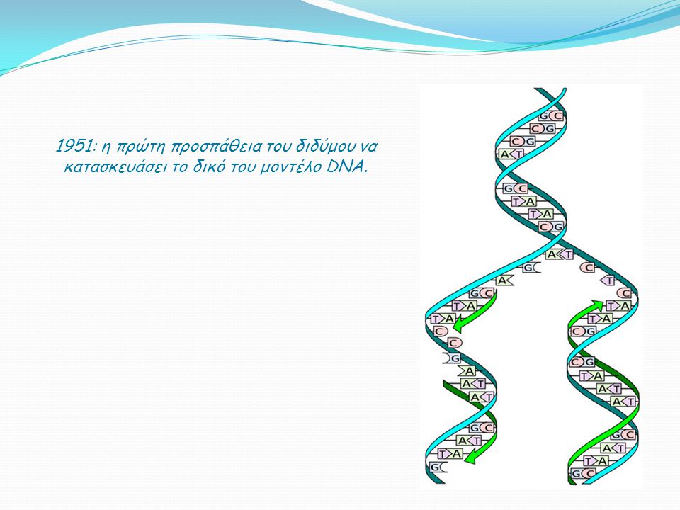 1951: η πρώτη προσπάθεια του διδύμου να κατασκευάσει το δικό του μοντέλο DNA.