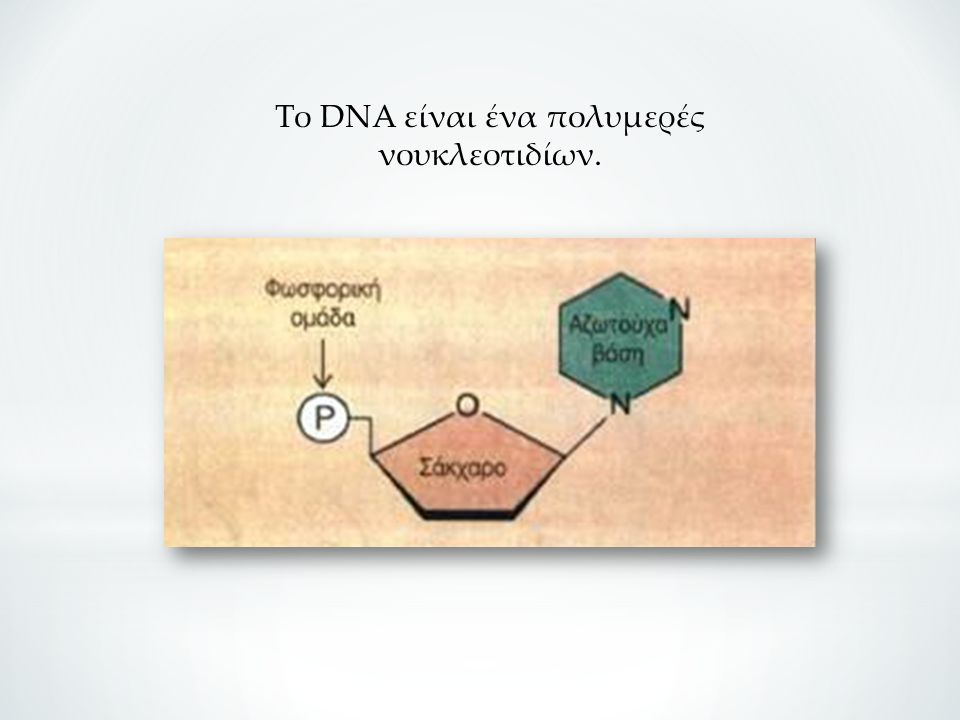 Το DNA είναι ένα πολυμερές νουκλεοτιδίων.