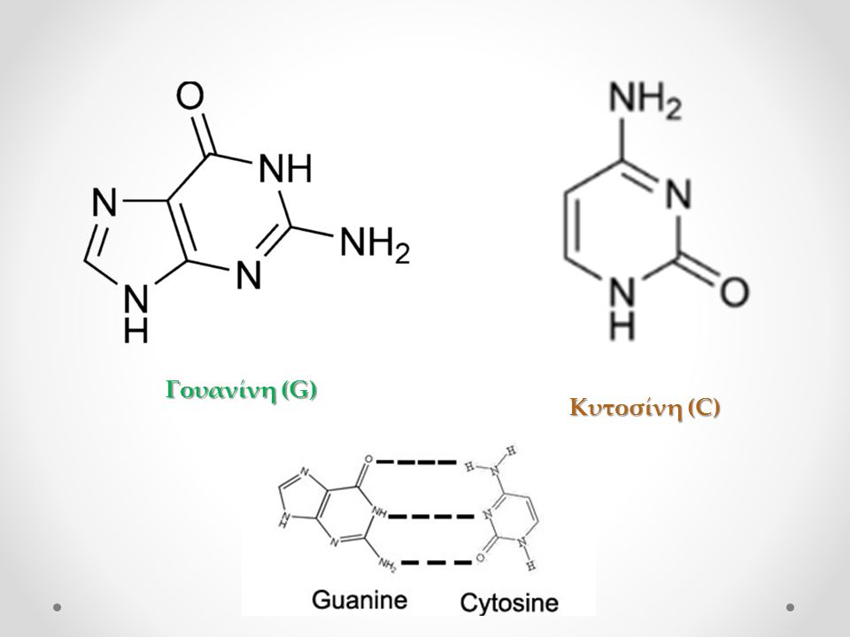 Γουανίνη (G) Κυτοσίνη (C)