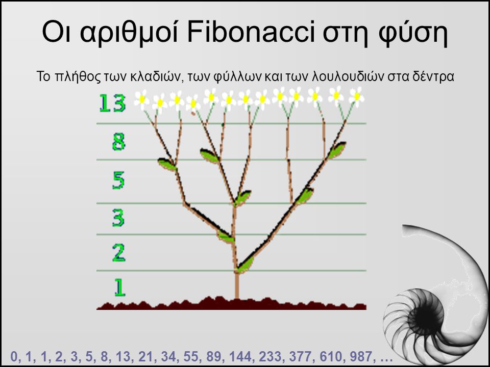 Οι αριθμοί Fibonacci στη φύση
