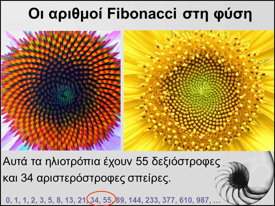 Οι αριθμοί Fibonacci στη φύση
