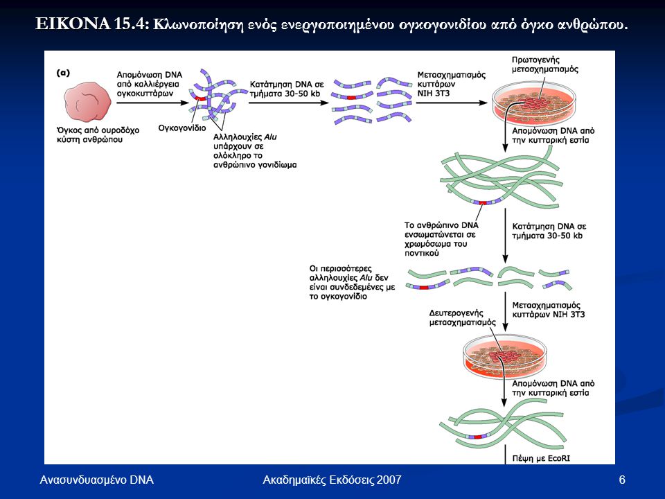 EIKONA 15.4: Κλωνοποίηση ενός ενεργοποιημένου ογκογονιδίου από όγκο ανθρώπου.
