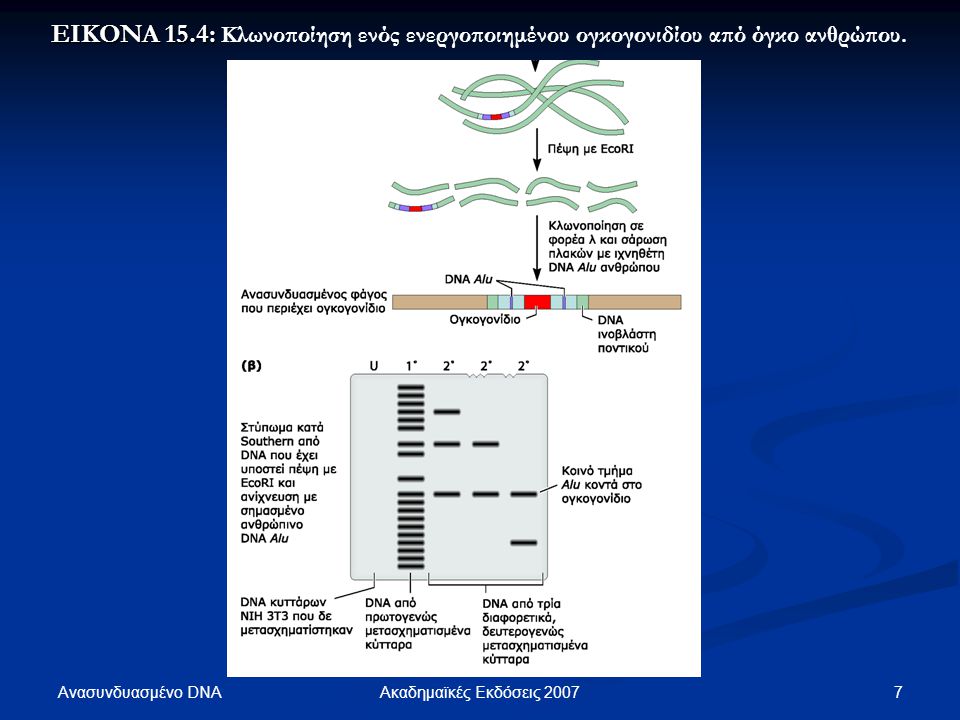 EIKONA 15.4: Κλωνοποίηση ενός ενεργοποιημένου ογκογονιδίου από όγκο ανθρώπου.