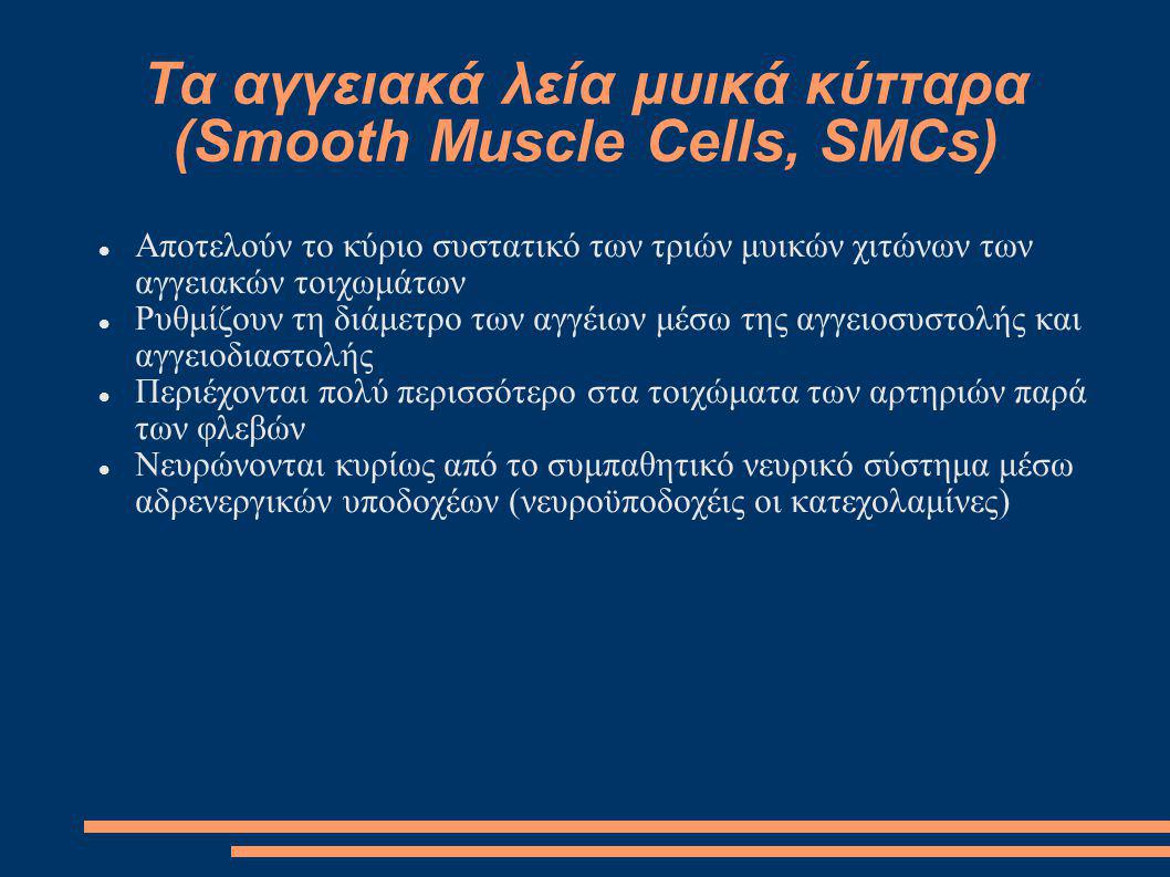 Τα αγγειακά λεία μυικά κύτταρα (Smooth Muscle Cells, SMCs)