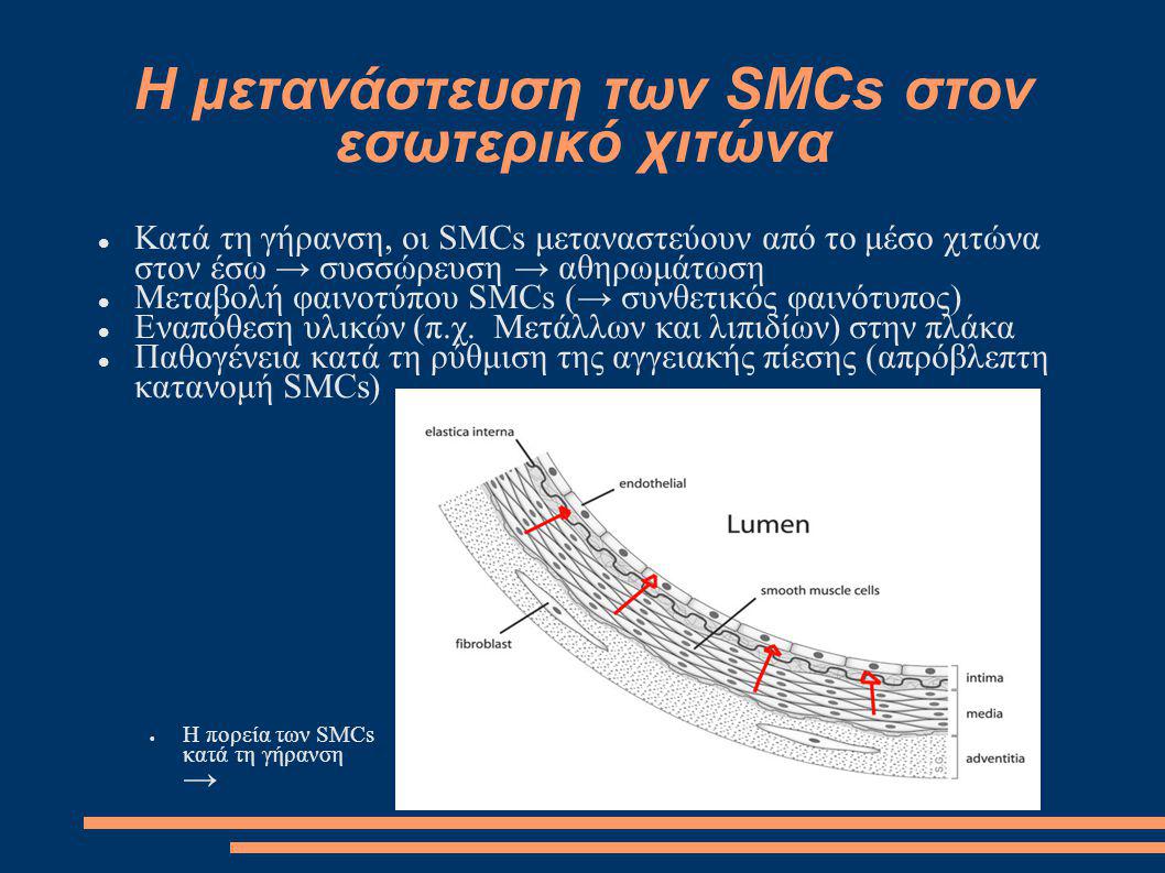 Η μετανάστευση των SMCs στον εσωτερικό χιτώνα