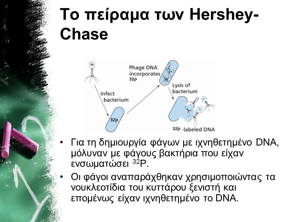 Το πείραμα των Hershey-Chase