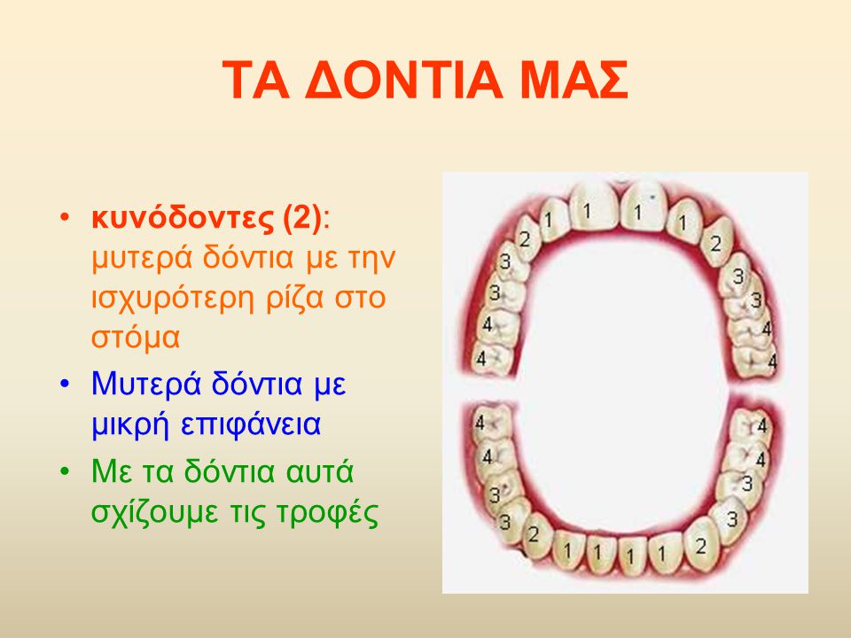 ΤΑ ΔΟΝΤΙΑ ΜΑΣ κυνόδοντες (2): μυτερά δόντια με την ισχυρότερη ρίζα στο στόμα. Μυτερά δόντια με μικρή επιφάνεια.