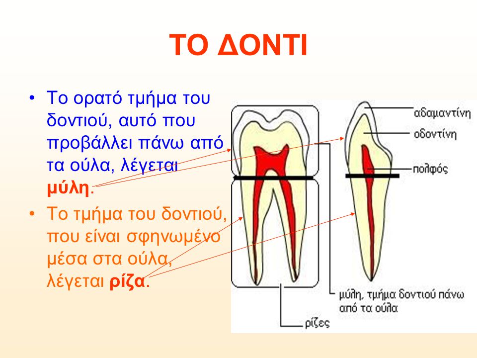 ΤΟ ΔΟΝΤΙ Το ορατό τμήμα του δοντιού, αυτό που προβάλλει πάνω από τα ούλα, λέγεται μύλη.