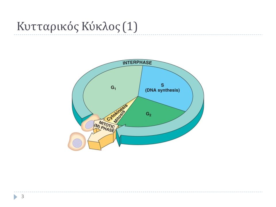 Κυτταρικός Κύκλος (1)