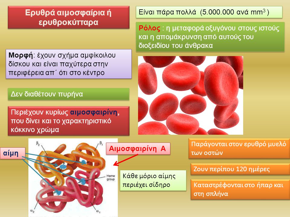 Ερυθρά αιμοσφαίρια ή ερυθροκύτταρα