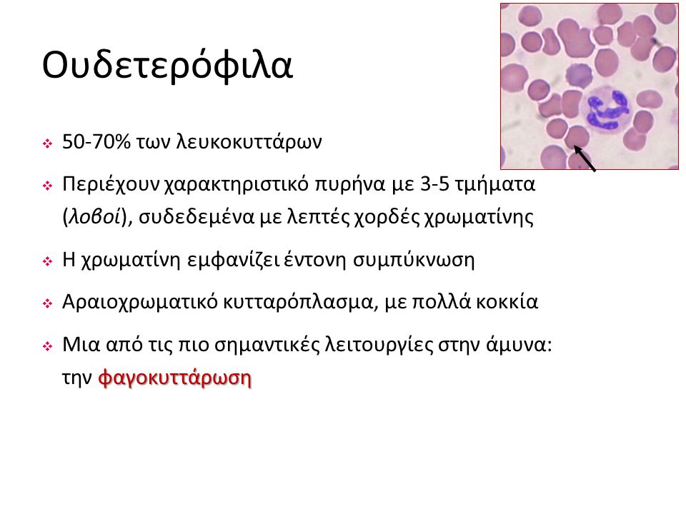 Ουδετερόφιλα 50-70% των λευκοκυττάρων