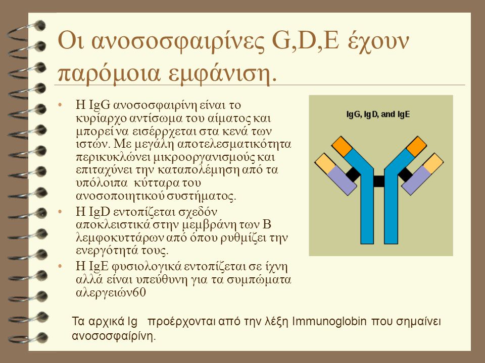 Οι ανοσοσφαιρίνες G,D,E έχουν παρόμοια εμφάνιση.