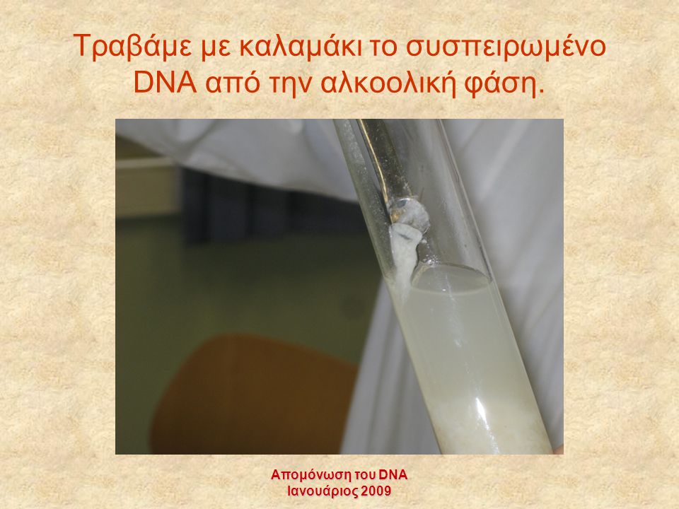 Τραβάμε με καλαμάκι το συσπειρωμένο DNA από την αλκοολική φάση.