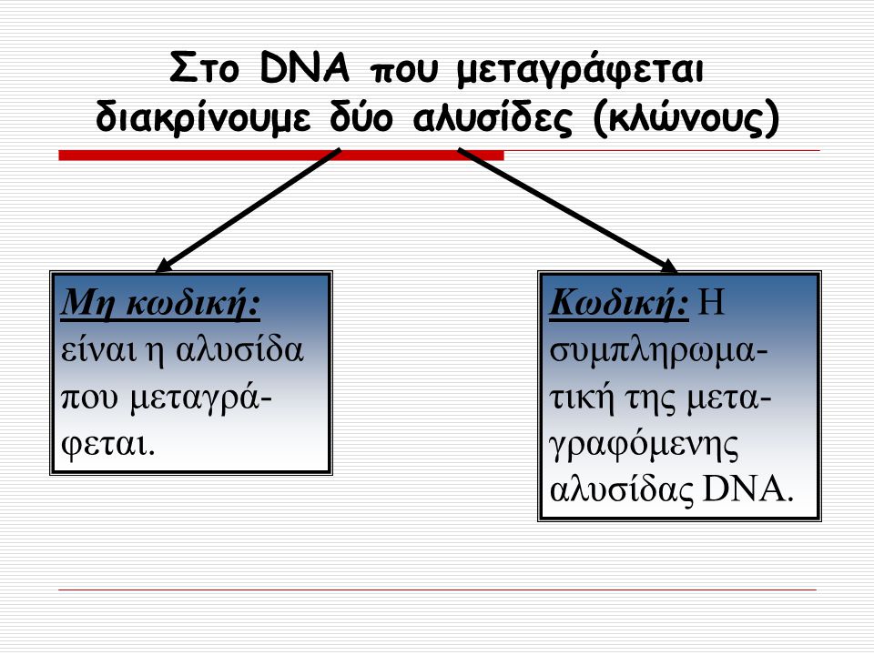 Στο DNA που μεταγράφεται διακρίνουμε δύο αλυσίδες (κλώνους)