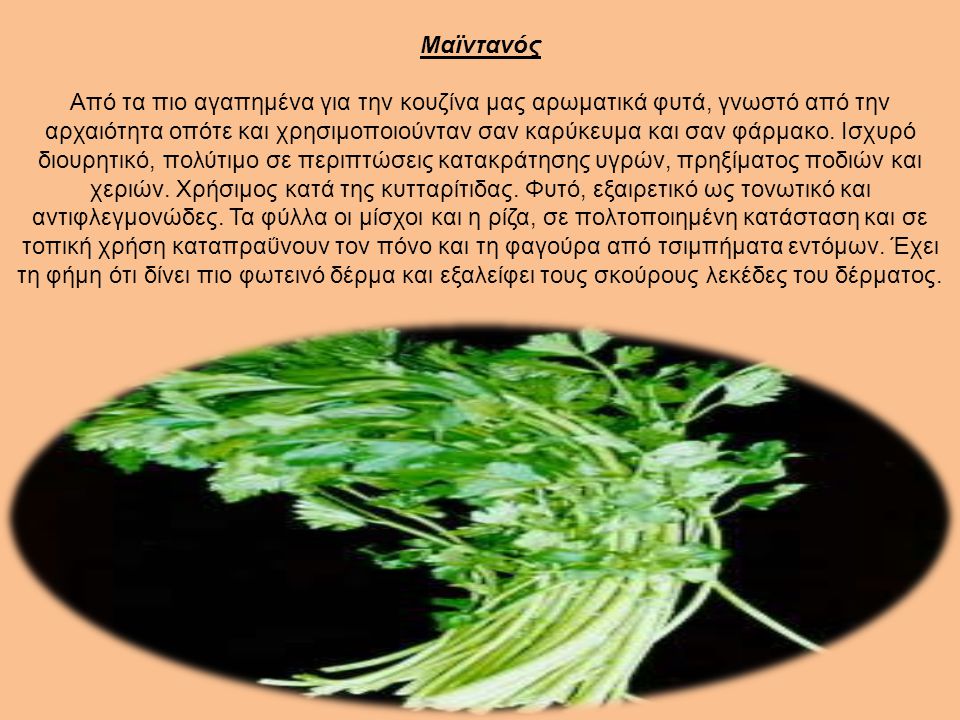 Μαϊντανός Από τα πιο αγαπημένα για την κουζίνα μας αρωματικά φυτά, γνωστό από την αρχαιότητα οπότε και χρησιμοποιούνταν σαν καρύκευμα και σαν φάρμακο.