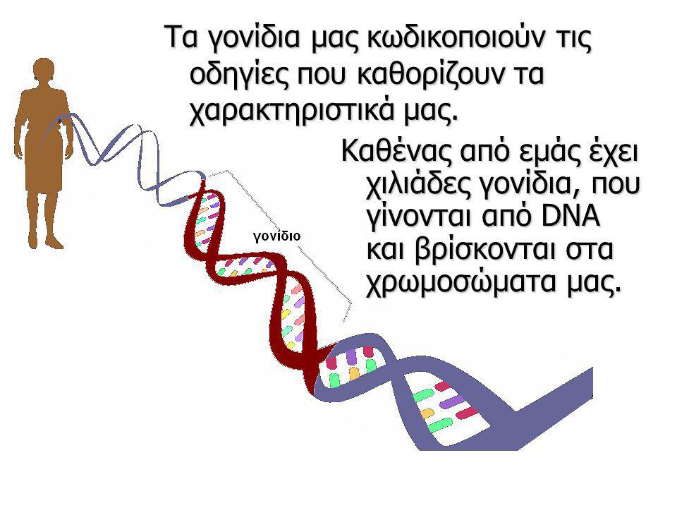 Τα γονίδια μας κωδικοποιούν τις οδηγίες που καθορίζουν τα χαρακτηριστικά μας.