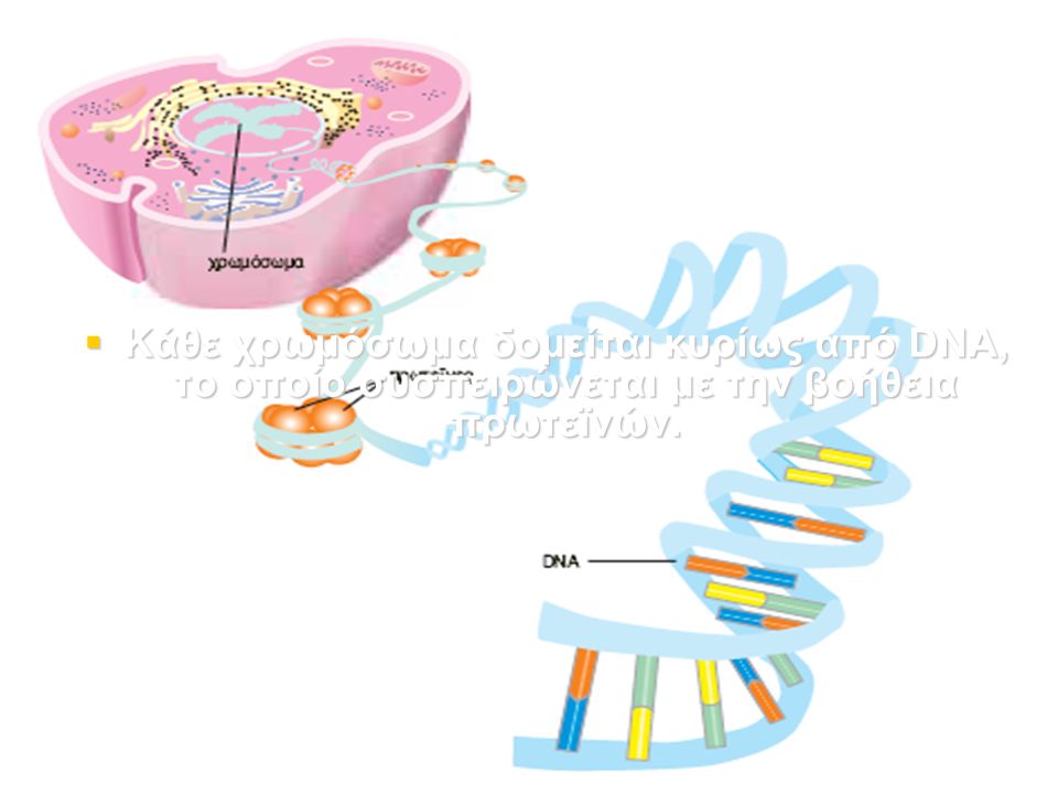 Κάθε χρωμόσωμα δομείται κυρίως από DNA, το οποίο συσπειρώνεται με την βοήθεια πρωτεϊνών.