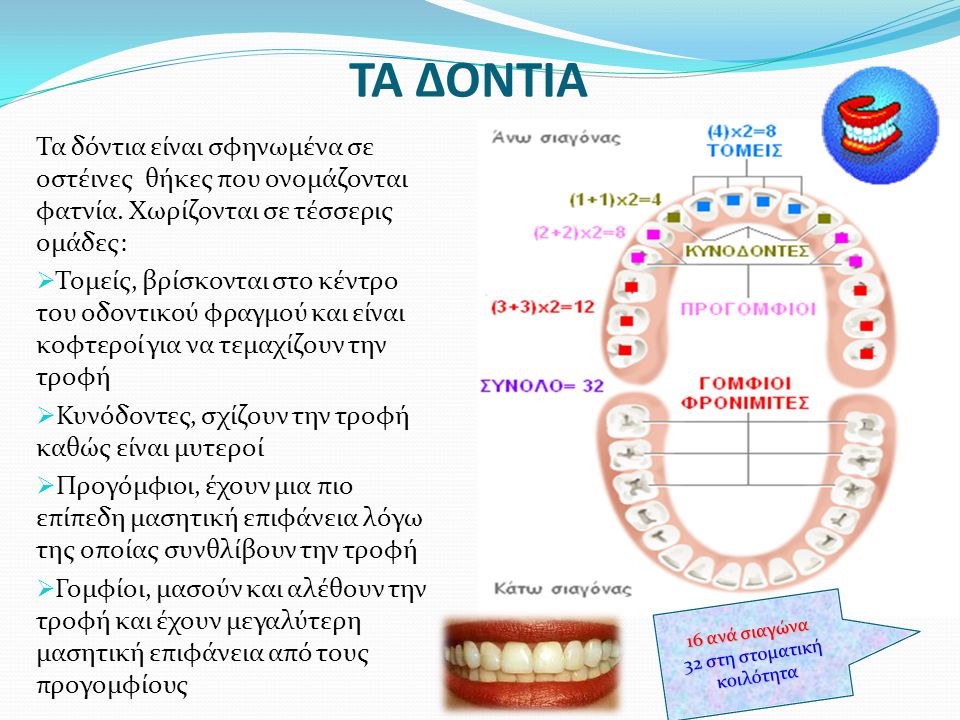 ΤΑ ΔΟΝΤΙΑ Τα δόντια είναι σφηνωμένα σε οστέινες θήκες που ονομάζονται φατνία. Χωρίζονται σε τέσσερις ομάδες: