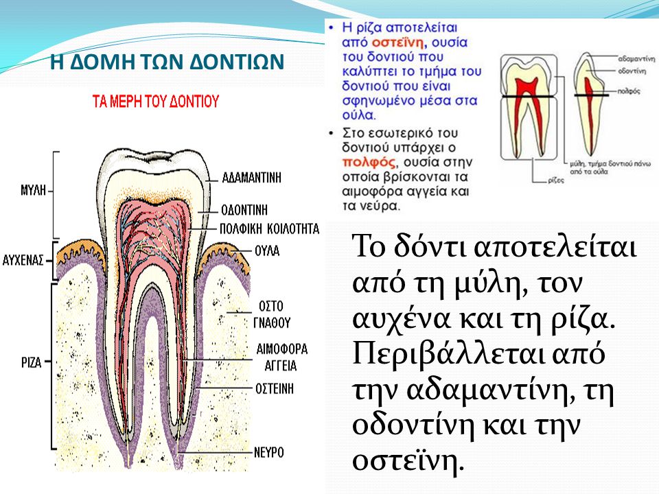Η ΔΟΜΗ ΤΩΝ ΔΟΝΤΙΩΝ Το δόντι αποτελείται από τη μύλη, τον αυχένα και τη ρίζα.
