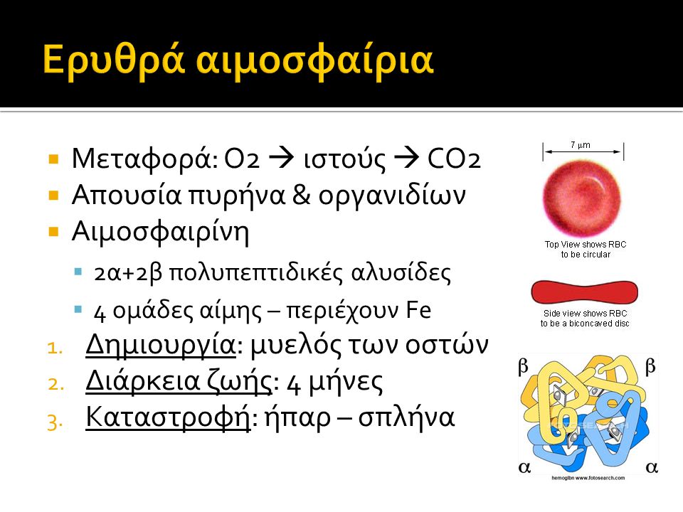 Ερυθρά αιμοσφαίρια Μεταφορά: Ο2  ιστούς  CO2