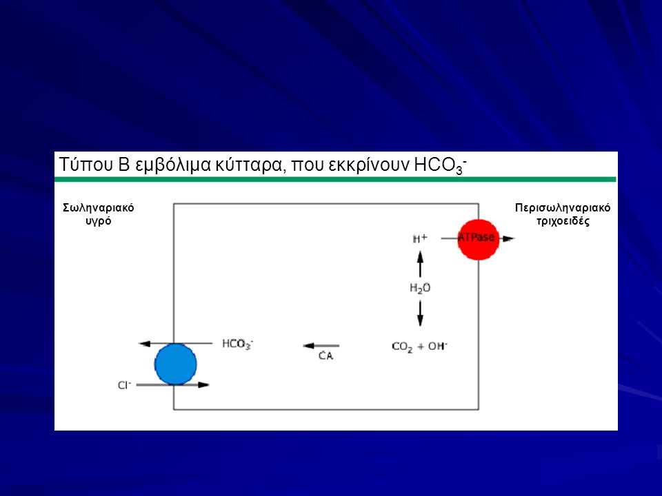 Τύπου Β εμβόλιμα κύτταρα, που εκκρίνουν HCO3-