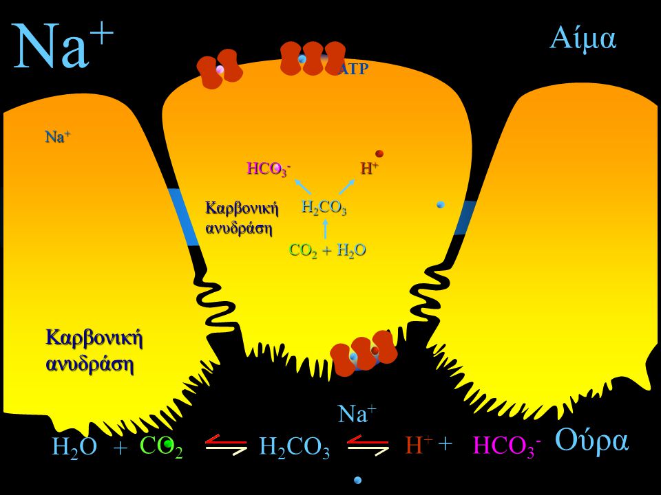 Na+ Αίμα Ούρα Na+ H2O + + CO2 H2CO3 H+ HCO3- Καρβονική ανυδράση ATP
