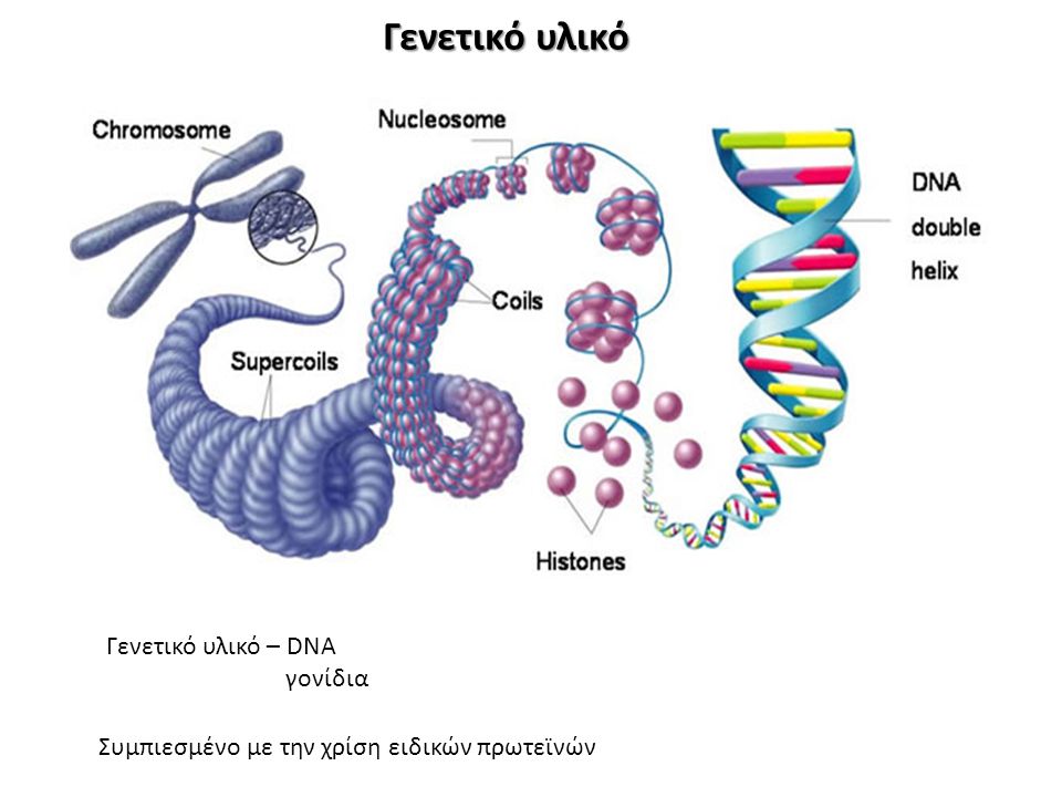 Γενετικό υλικό Γενετικό υλικό – DNA γονίδια