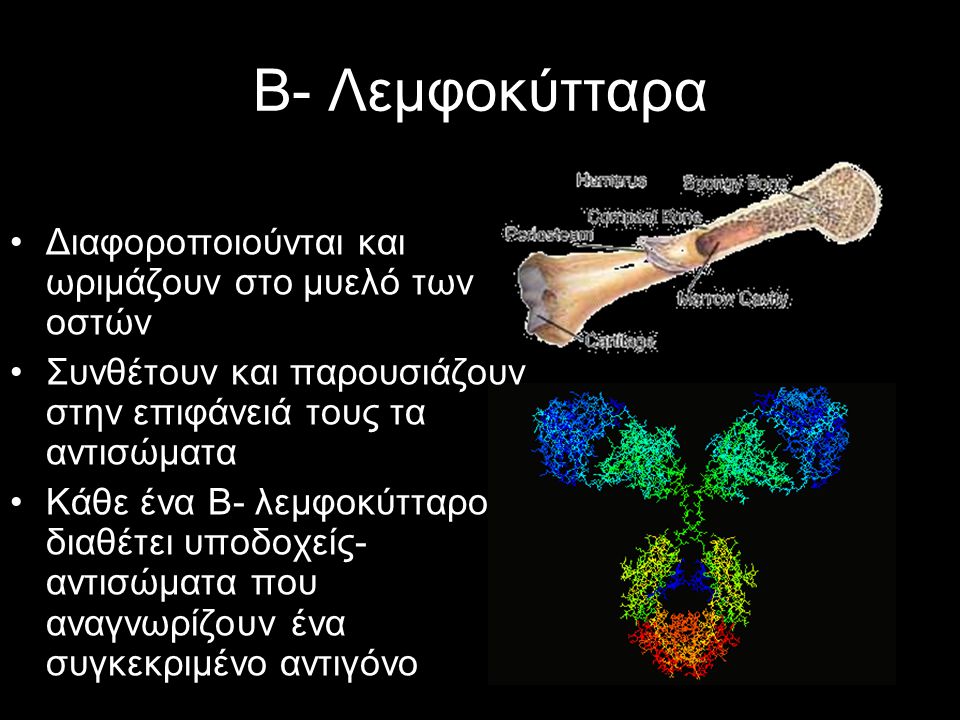 Β- Λεμφοκύτταρα Διαφοροποιούνται και ωριμάζουν στο μυελό των οστών