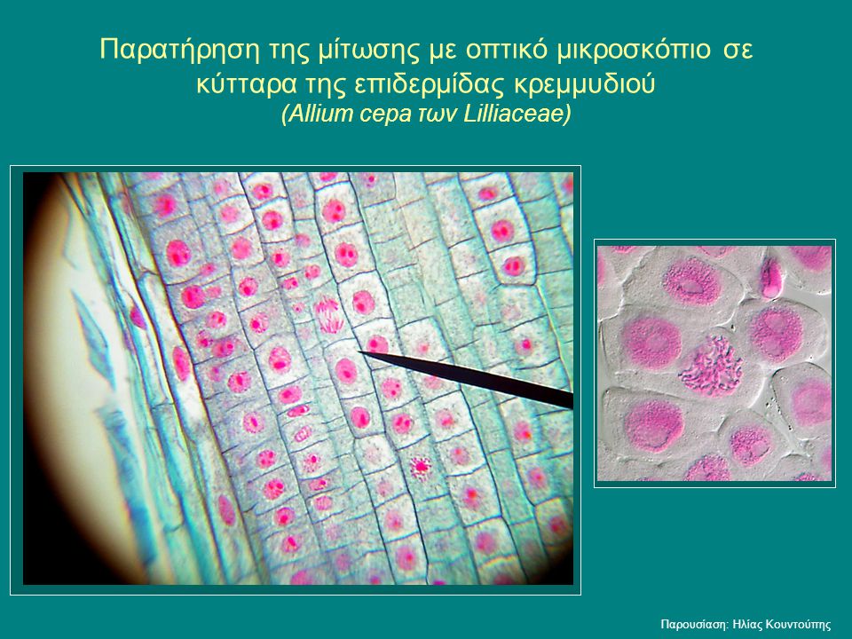 Παρατήρηση της μίτωσης με οπτικό μικροσκόπιο σε κύτταρα της επιδερμίδας κρεμμυδιού (Allium cepa των Lilliaceae)