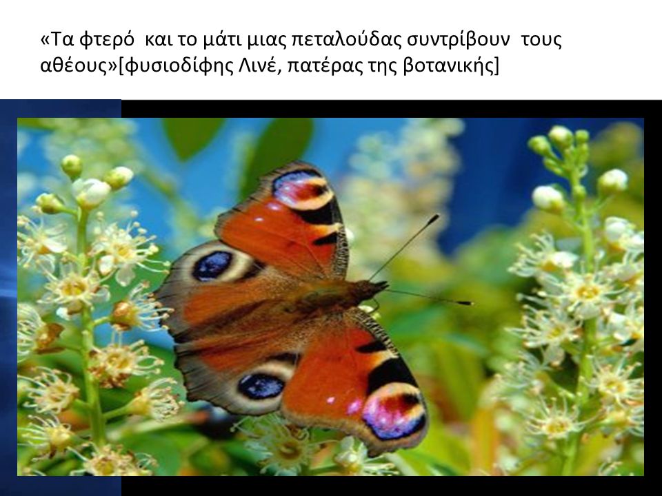 «Τα φτερό και το μάτι μιας πεταλούδας συντρίβουν τους αθέους»[φυσιοδίφης Λινέ, πατέρας της βοτανικής]