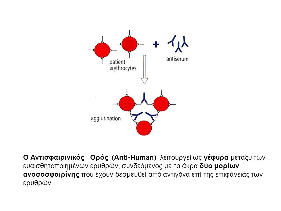 Ο Αντισφαιρινικός Ορός (Αnti-Human) λειτουργεί ως γέφυρα μεταξύ των ευαισθητοποιημένων ερυθρών, συνδεόμενος με τα άκρα δύο μορίων ανοσοσφαιρίνης που έχουν δεσμευθεί από αντιγόνα επί της επιφάνειας των ερυθρών.