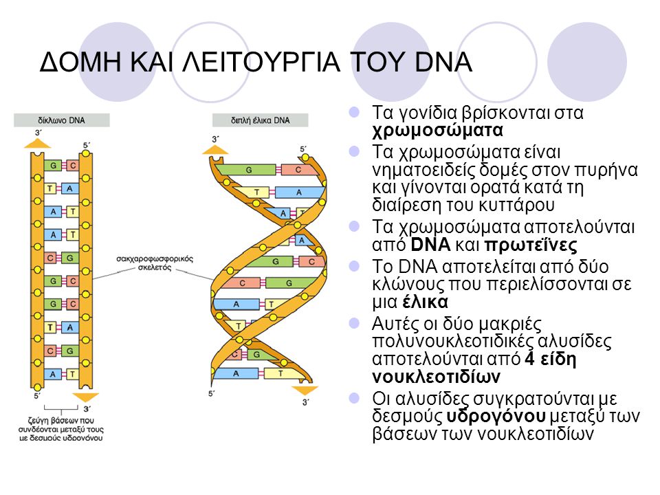 ΔΟΜΗ ΚΑΙ ΛΕΙΤΟΥΡΓΙΑ ΤΟΥ DNA