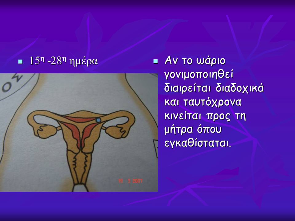 15η -28η ημέρα Αν το ωάριο γονιμοποιηθεί διαιρείται διαδοχικά και ταυτόχρονα κινείται προς τη μήτρα όπου εγκαθίσταται.