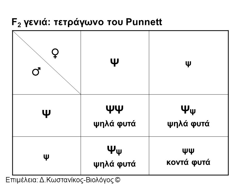 F2 γενιά: τετράγωνο του Punnett