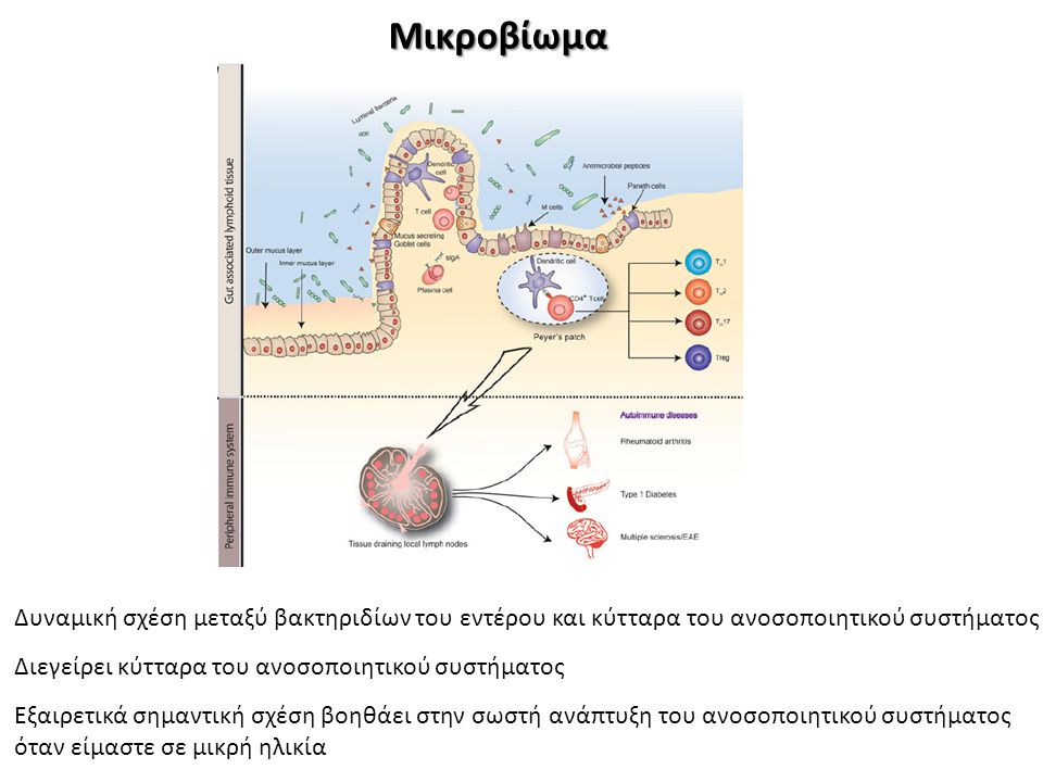 Μικροβίωμα Δυναμική σχέση μεταξύ βακτηριδίων του εντέρου και κύτταρα του ανοσοποιητικού συστήματος.