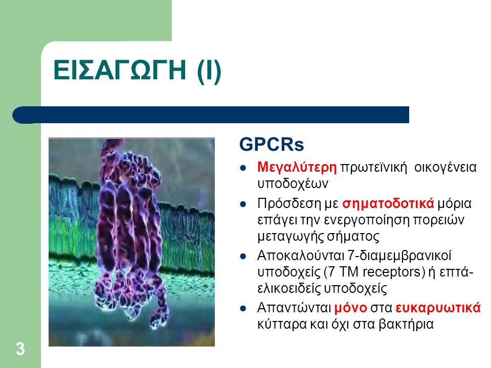 ΕΙΣΑΓΩΓΗ (I) GPCRs Μεγαλύτερη πρωτεϊνική οικογένεια υποδοχέων