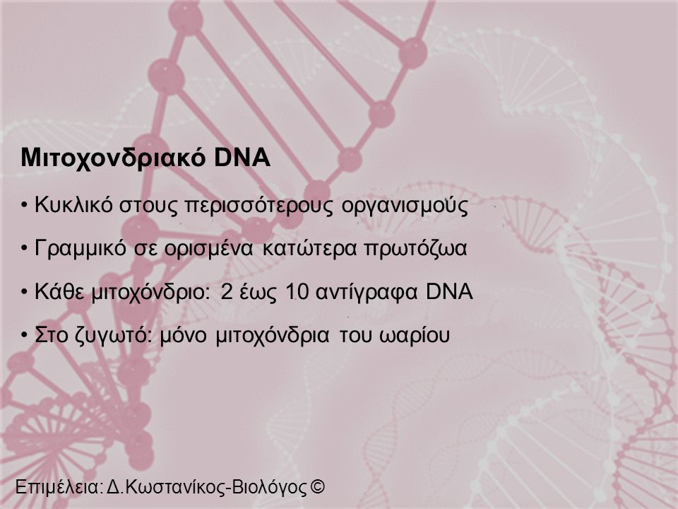 Μιτοχονδριακό DNA Κυκλικό στους περισσότερους οργανισμούς