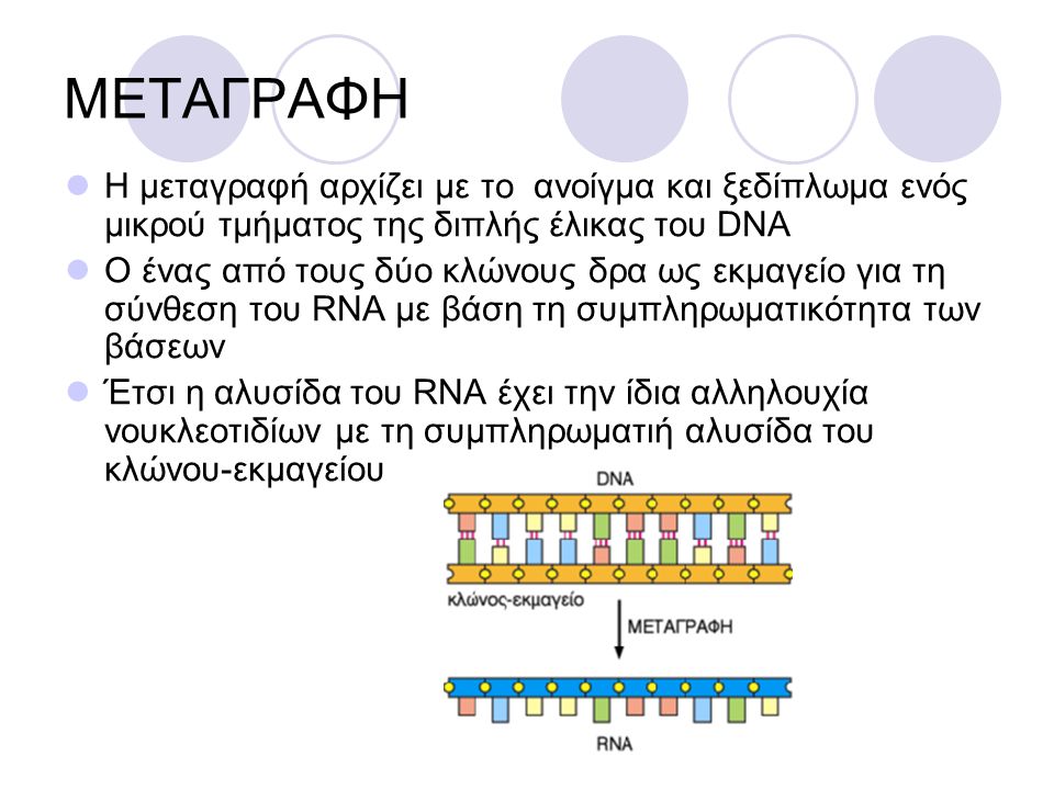ΜΕΤΑΓΡΑΦΗ Η μεταγραφή αρχίζει με το ανοίγμα και ξεδίπλωμα ενός μικρού τμήματος της διπλής έλικας του DNA.