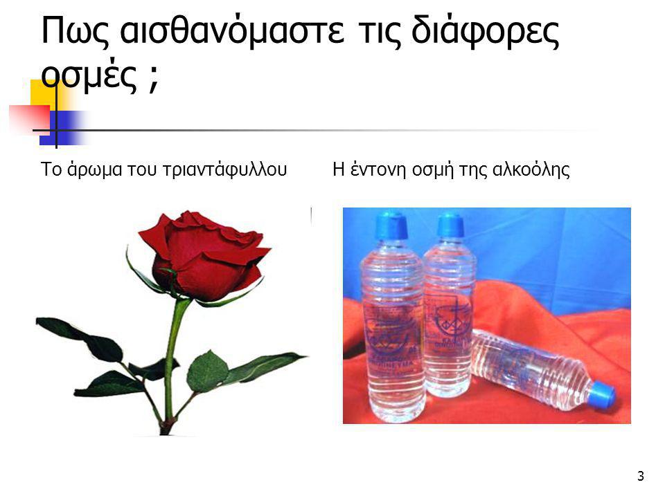 Πως αισθανόμαστε τις διάφορες οσμές ; Το άρωμα του τριαντάφυλλου Η έντονη οσμή της αλκοόλης
