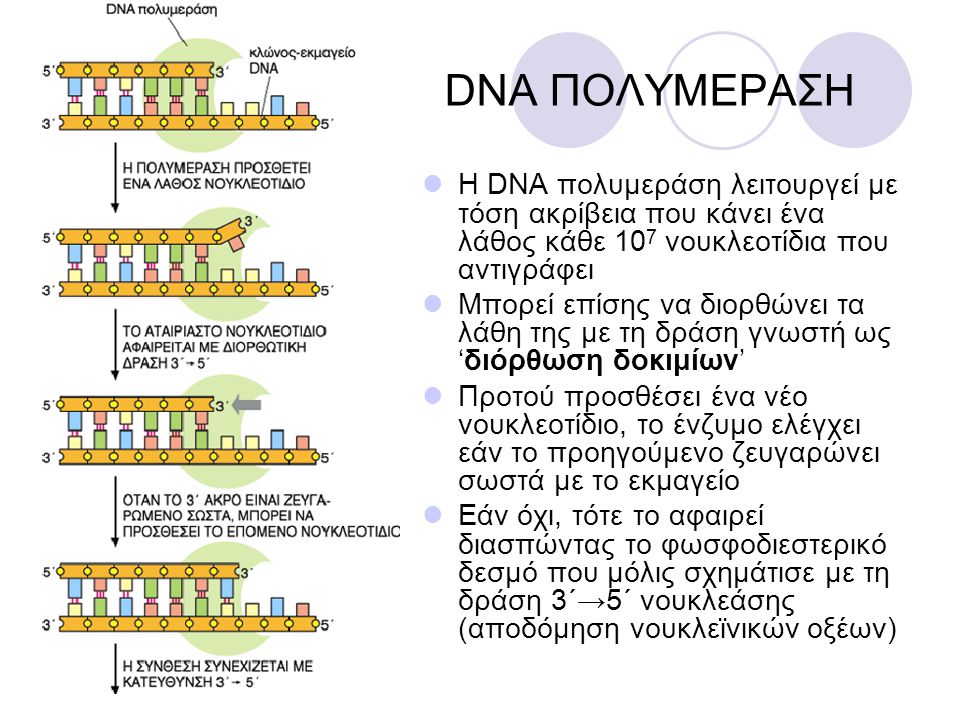 DNA ΠΟΛΥΜΕΡΑΣΗ Η DNA πολυμεράση λειτουργεί με τόση ακρίβεια που κάνει ένα λάθος κάθε 107 νουκλεοτίδια που αντιγράφει.