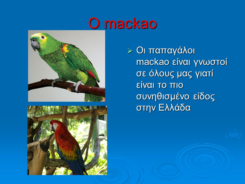 Ο mackao Οι παπαγάλοι mackao είναι γνωστοί σε όλους μας γιατί είναι το πιο συνηθισμένο είδος στην Ελλάδα.
