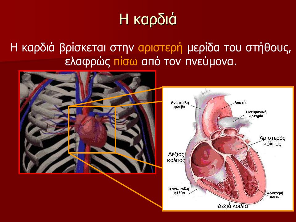 Η καρδιά Η καρδιά βρίσκεται στην αριστερή μερίδα του στήθους, ελαφρώς πίσω από τον πνεύμονα.