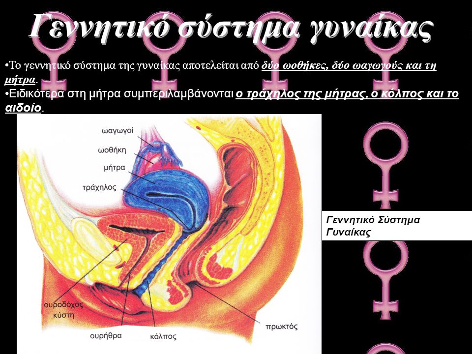 Γεννητικό σύστημα γυναίκας
