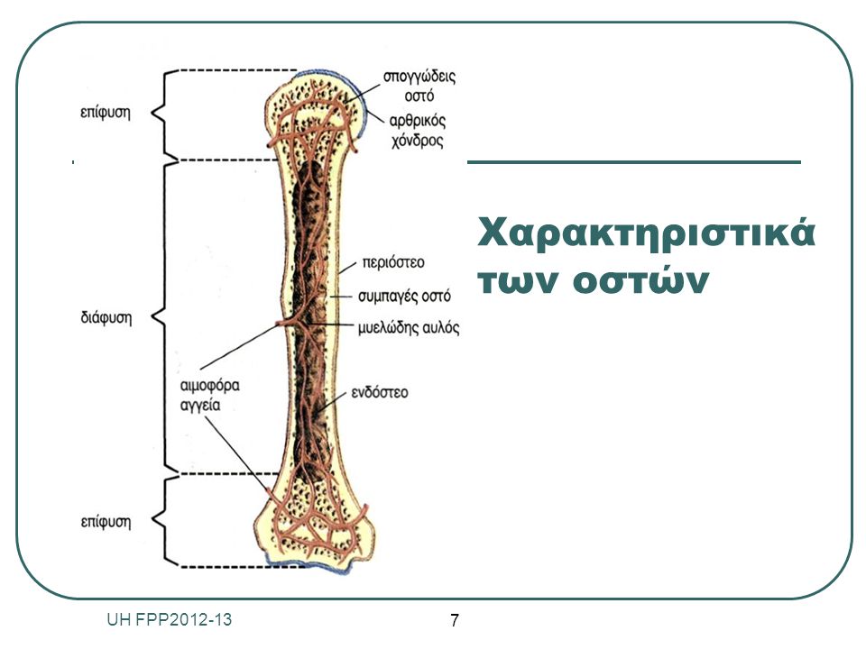 Χαρακτηριστικά των οστών